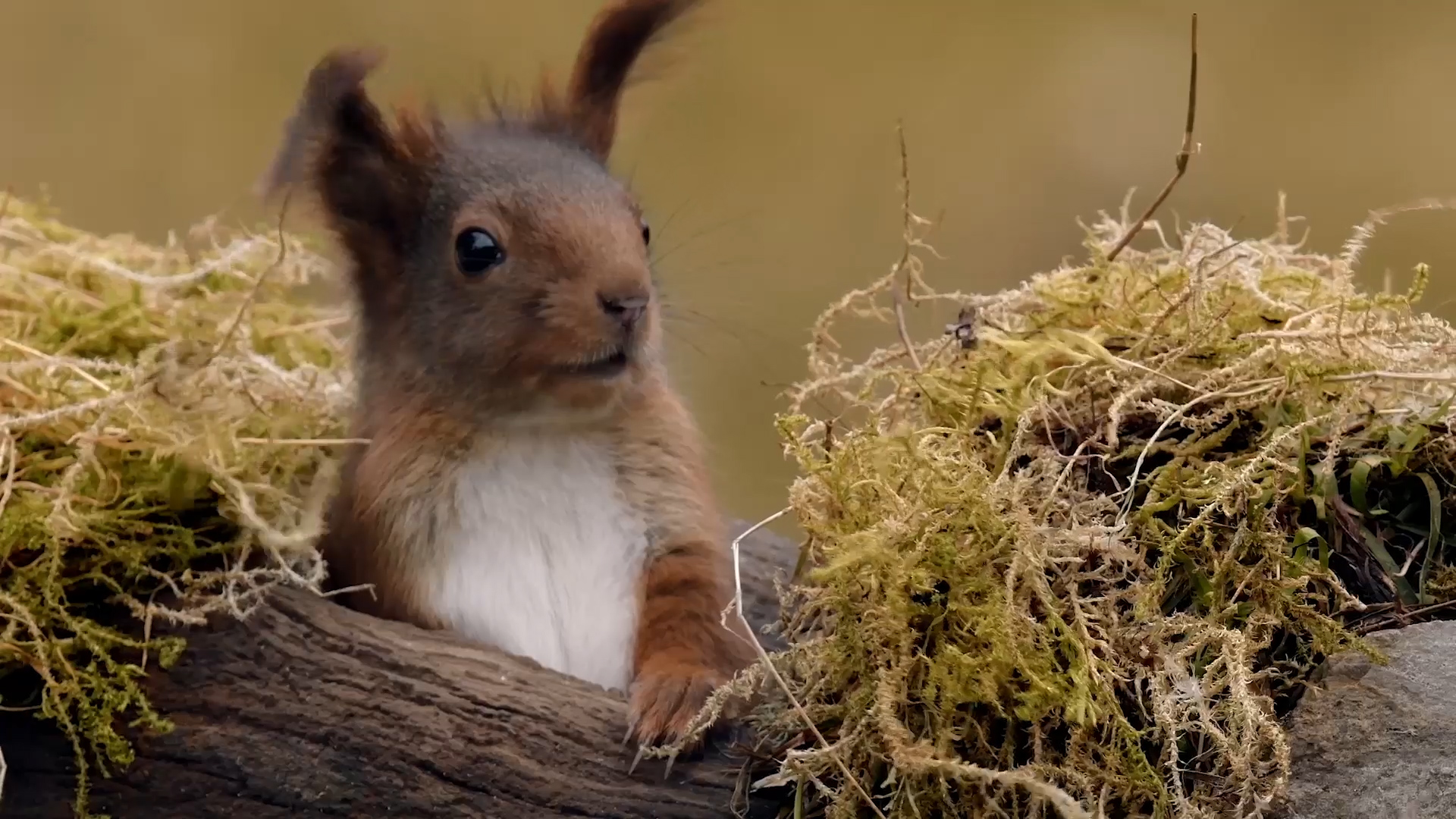 Cinq documentaires animaliers inédits à découvrir pendant les fêtes de Noël